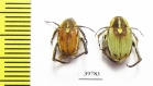 Hopliini sp., pair  South Africa Rep. - INSECTS-STORE.RU