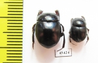 Scarabaeinae sp.  Peru - INSECTS-STORE.RU