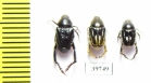 Hopliini sp., pair  South Africa Rep. - INSECTS-STORE.RU