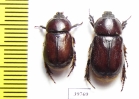 Dynastinae sp., pair  South Africa Rep. - INSECTS-STORE.RU