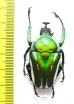 Dicronorrhina derbyana Zambia - INSECTS-STORE.RU