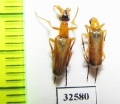 Rhampholyssa steveni, pair  Russia, Astrakhan reg. - INSECTS-STORE.RU