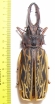 Macrodontia cervicornis, male  Peru 144mm (23000���) - INSECTS-STORE.RU