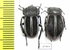 Betasida argenteolimbata, pair  Spain - INSECTS-STORE.RU