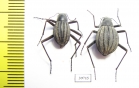 Tenebrionidae sp., pair  South Africa Rep. - INSECTS-STORE.RU