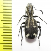 Cypholoba sp.  Zambia - INSECTS-STORE.RU