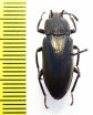 Tenebrionidae sp.  Malaysia, Borneo - INSECTS-STORE.RU