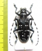 Anoplophora chinensis  China - INSECTS-STORE.RU