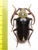 Psilotarsus hirticollis hirticollis  Kazakhstan  34mm - INSECTS-STORE.RU