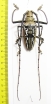 Batocera wallacei  Papua New Guinea  67mm  - INSECTS-STORE.RU