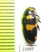 Chrysomelidae sp.  Zambia - INSECTS-STORE.RU