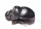 Catharsius sp.  Zambia - INSECTS-STORE.RU