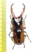 Prosopocoilus savagei  Cameroon - INSECTS-STORE.RU