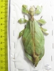 Phyllium mamasaense, female  Indonesia, Sulawesi - INSECTS-STORE.RU