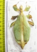 Phyllium mamasaense, female  Indonesia, Sulawesi - INSECTS-STORE.RU