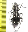 Anthia ? pulcherrima  Zambia - INSECTS-STORE.RU