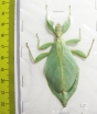 Phyllium mamasaense, female  Indonesia, Sulawesi - INSECTS-STORE.RU