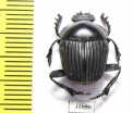 Scarabaeus sp.  Zambia - INSECTS-STORE.RU
