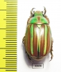 Chrysina adelaida  Mexico - INSECTS-STORE.RU