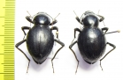 Tenebrionidae sp., pair  Angola - INSECTS-STORE.RU