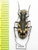 Cicindela formosa generosa  USA - INSECTS-STORE.RU
