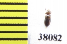 Salpingidae, Lissodema denticolle  Poland - INSECTS-STORE.RU