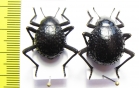 Physosterna sp., pair  Namibia - INSECTS-STORE.RU