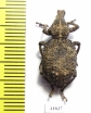 Curculionidae sp.  Zambia - INSECTS-STORE.RU