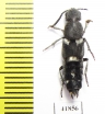 Staphylinidae sp.  Zambia - INSECTS-STORE.RU