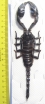 Heterometrus laoticus  Thailand  175mm - INSECTS-STORE.RU