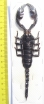 Heterometrus laoticus  Thailand  170mm - INSECTS-STORE.RU