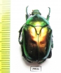 Protaetia speciosissima  Italy - INSECTS-STORE.RU