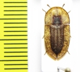 Cossyphus sp.  Zimbabwe - INSECTS-STORE.RU