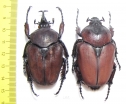 Fornasinius russus, pair  Uganda 60mm - INSECTS-STORE.RU