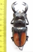 Hexarthrius parryi paradoxus  Indonesia, Sumatra 80mm - INSECTS-STORE.RU