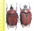 Fornasinius russus, pair  Uganda 62mm - INSECTS-STORE.RU