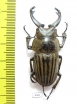 Odontolabis striatus  Indonesia, Sumatra  46mm - INSECTS-STORE.RU
