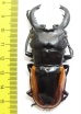 Odontolabis wollastoni  Indonesia, Sumatra  74mm - INSECTS-STORE.RU