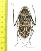 Acrocinus longimanus, female  Peru 61mm - INSECTS-STORE.RU