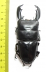 Dorcus titanus yasuokai  Indonesia, Sumatra  87mm - INSECTS-STORE.RU