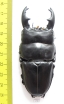 Dorcus alcides  Indonesia, Sumatra  86mm - INSECTS-STORE.RU