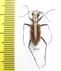 Ophryodera rufomarginata circumcinctoides, male  Zambia - INSECTS-STORE.RU