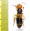 Staphylinidae sp.  Russia, Far East - INSECTS-STORE.RU