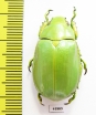 Chrysina sp.  Mexico - INSECTS-STORE.RU