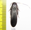 Blattodea sp.  Malaysia - INSECTS-STORE.RU