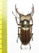 Lucanus tsukamotoi  Laos 44mm - INSECTS-STORE.RU