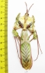 Idolomantis diabolica, male  Tanzania 98mm - INSECTS-STORE.RU