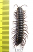 Myriapoda sp.  Zambia - INSECTS-STORE.RU