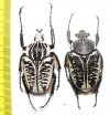 Goliathus albosignathus albosignathus, pair  Zambia  49mm - INSECTS-STORE.RU