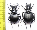 Manticora holubi, pair  Zambia  51mm - INSECTS-STORE.RU